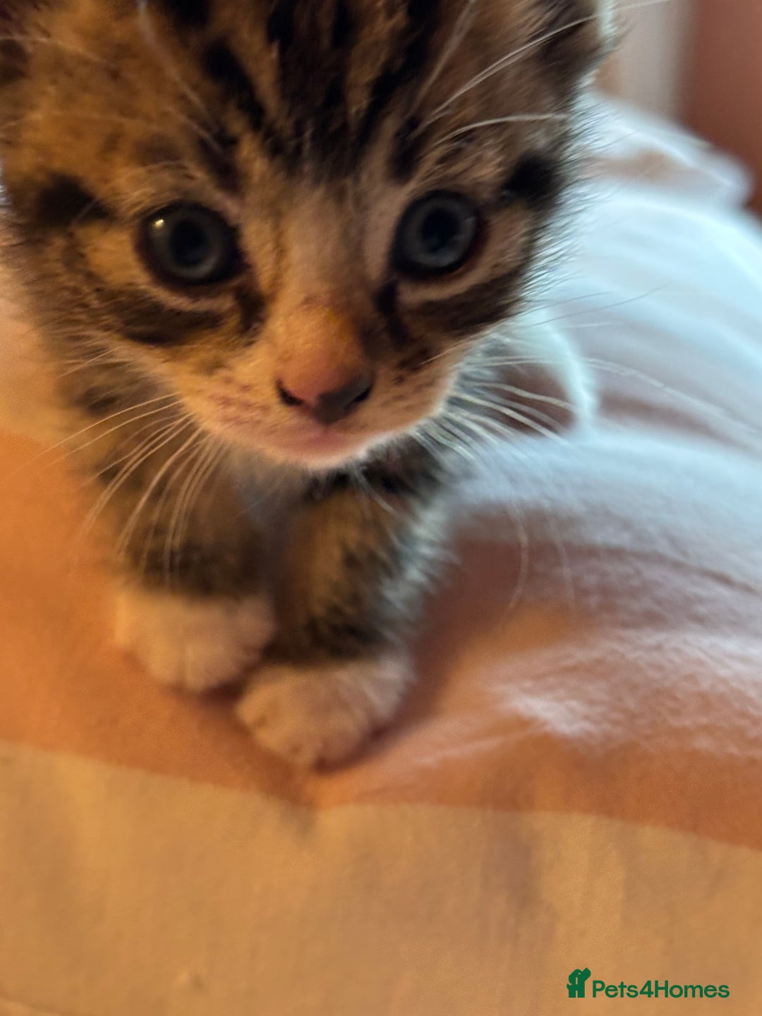 Mixed Breed cats for sale: Beautiful happy kittens ready for forever homes - Image 2