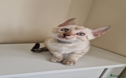 Bengal cats for sale: Stunning Glittered Pedigree Benga kittens  - Image 5