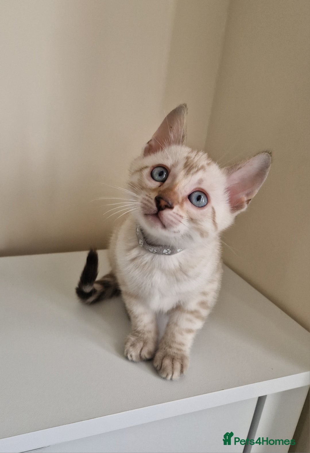 Bengal cats for sale: Stunning Glittered Pedigree Benga kittens  - Image 5