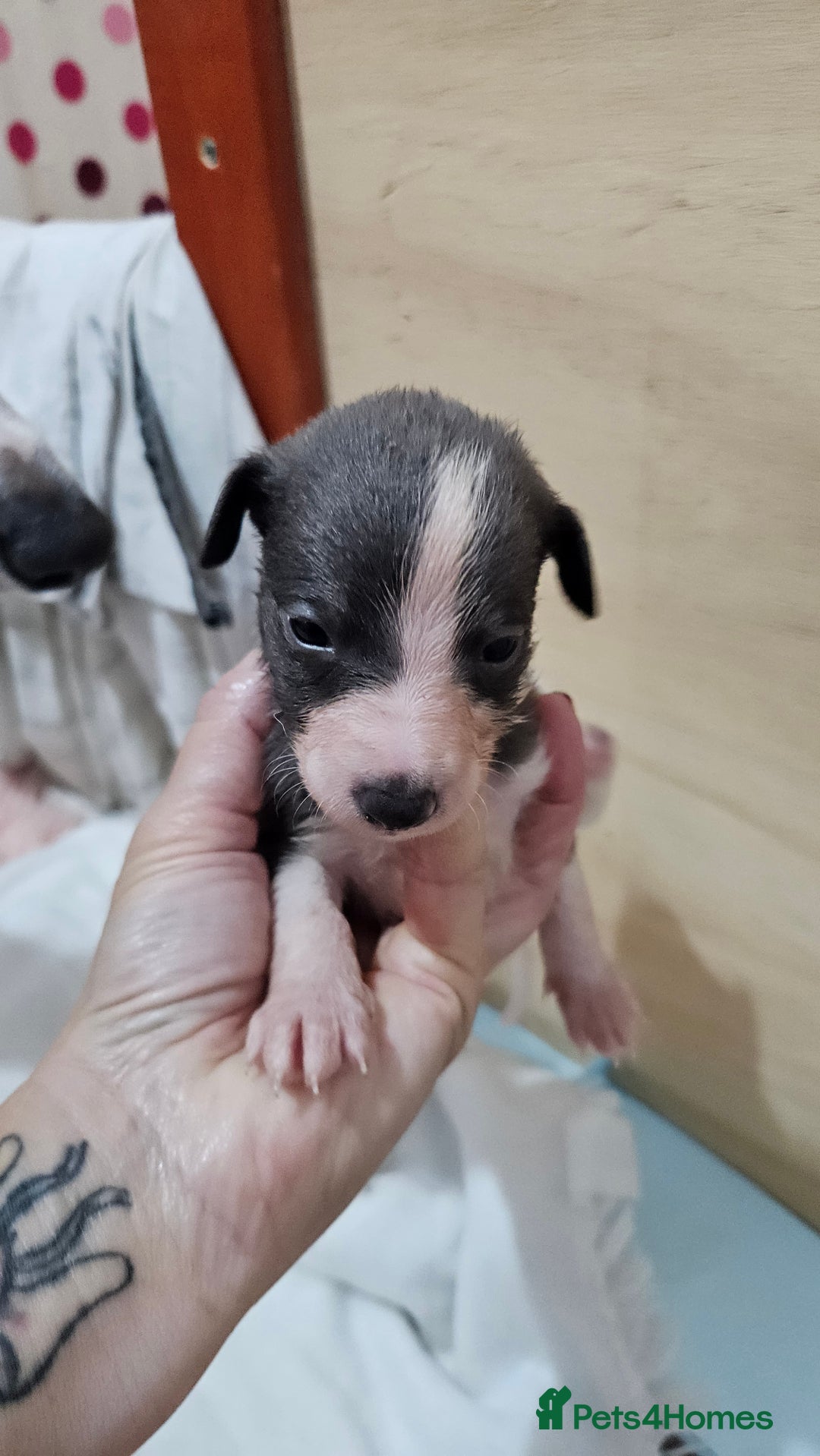 Whippet dogs for sale: KENNEL CLUB WHIPPETS  - Advert 14