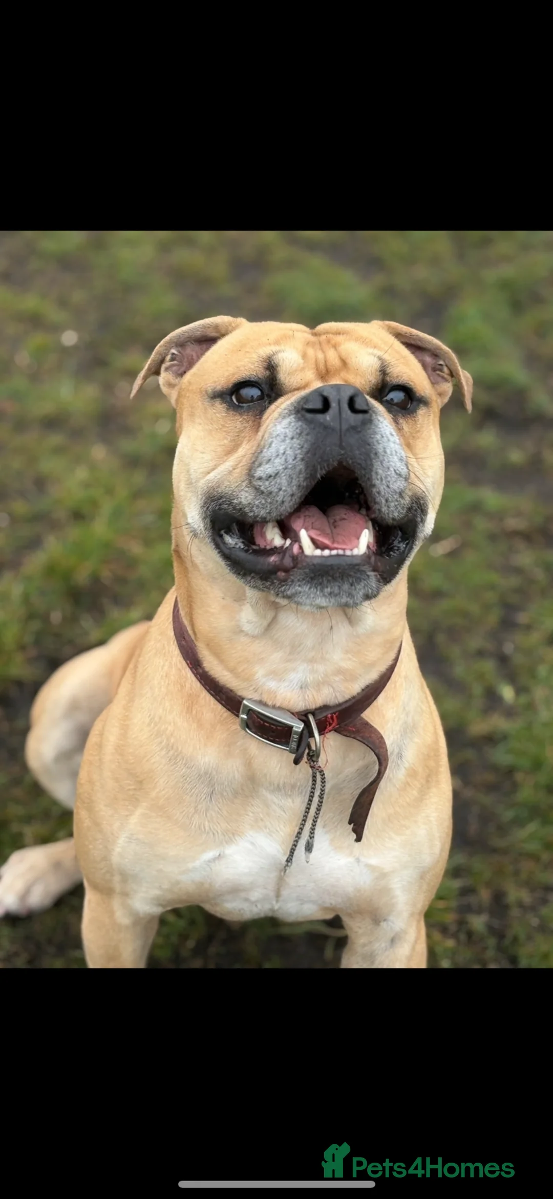 Mixed Breed dogs for sale: Male Dog Seeking Loving, Pet-Free Home - Advert 1