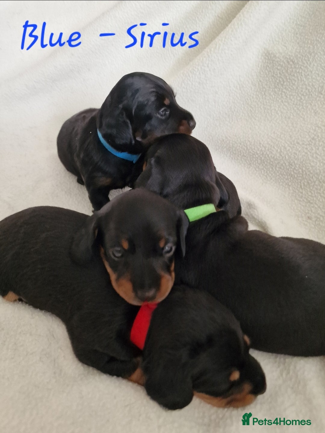 Miniature Dachshund dogs for sale: Beautiful black & tan miniature Dachshund puppies - Image 3