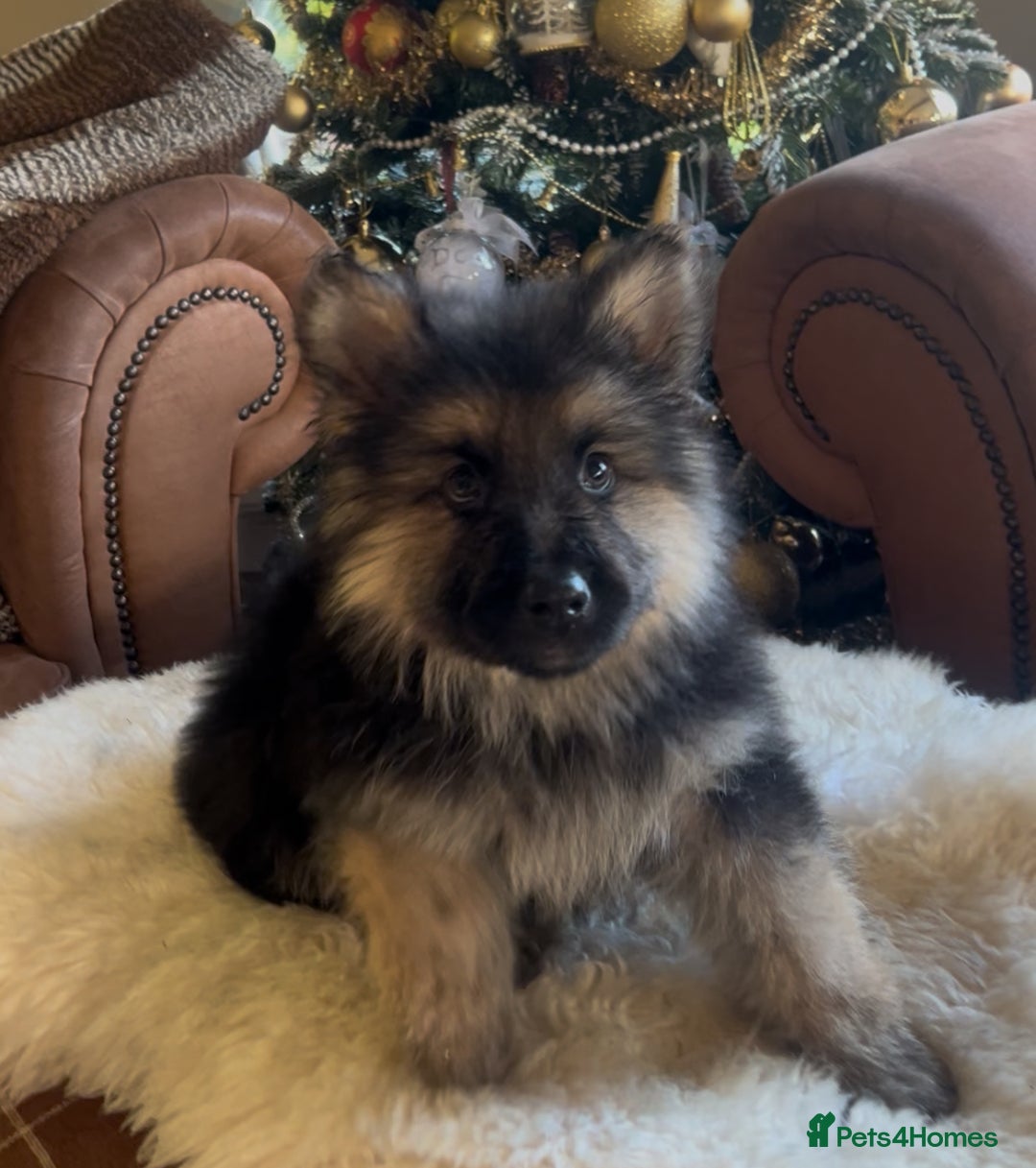 German Shepherd dogs for sale: German shepherd puppies  - Advert 1