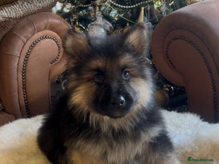 German Shepherd dogs German shepherd puppies - Advert 1