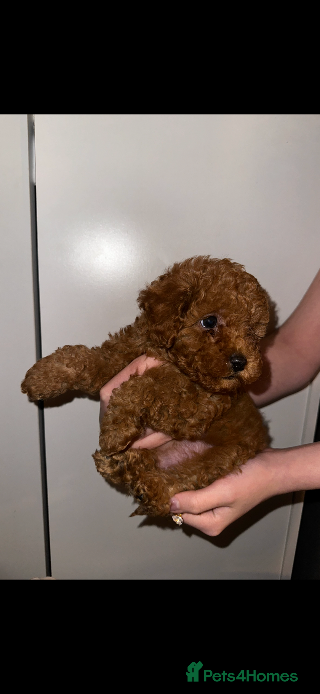 Toy Poodle dogs for sale: ❤️ Tiny Fluffy Red Toy Poodle ❤️ - Advert 10
