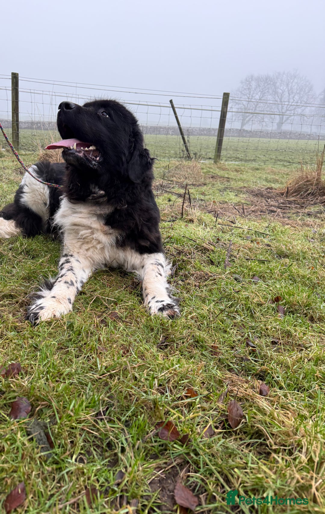 Newfoundland dogs for sale: Landseer Newfoundland Female - Advert 1
