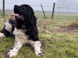 Newfoundland dogs Landseer Newfoundland Female - Advert 16
