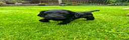 Cockapoo dogs for sale: Beautiful Cockapoos in Perth - Advert 11