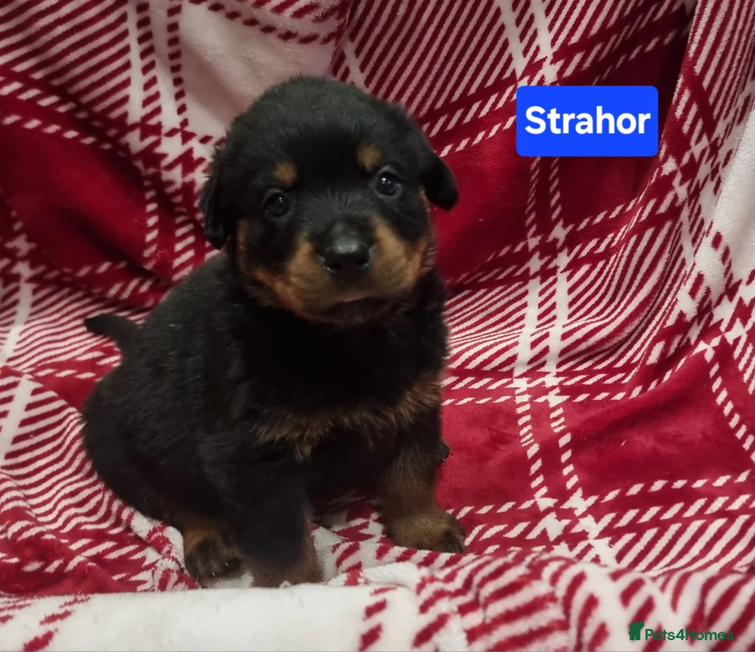 Rottweiler dogs for sale: ONLY 1 BOY LEFT Champion Bloodline KC Rottweilers - Advert 26