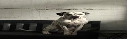 Dalmatian dogs for sale: Stunning Black-Spotted Dalmatian Male in Immingham - Advert 6