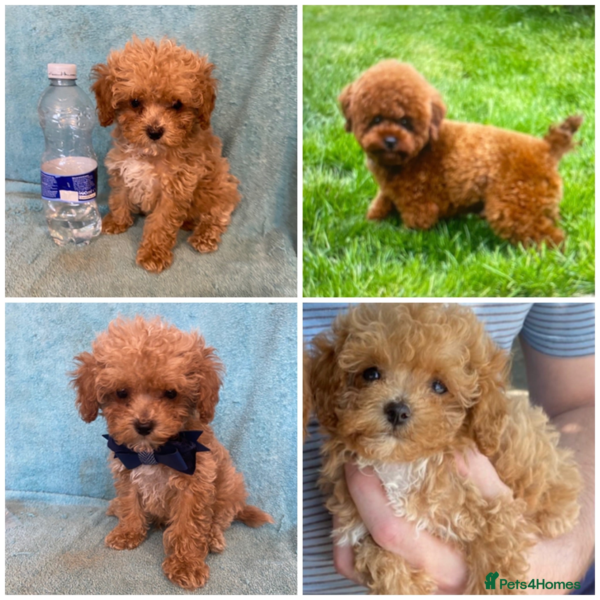 Maltipoo dogs RARE Tiny F1B Asian maltipoo puppies - Advert 10