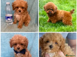 Maltipoo dogs RARE Tiny F1B Asian maltipoo puppies - Advert 10
