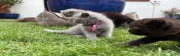 British Shorthair cats for sale: Exceptional BritishShorthair Kittens  - Advert 13