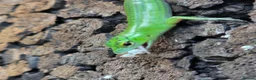 Skink reptiles for sale: Emerald tree skink cb26 - Advert 4