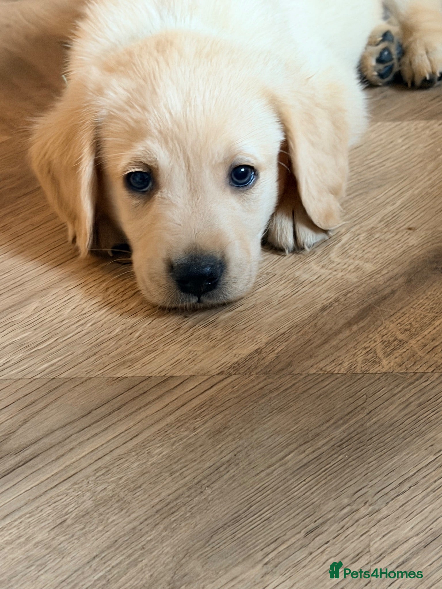 Goldador dogs 🐾 Stunning Goldador Puppies 3 girls left 🐾 - Advert 2