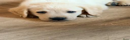 Goldador dogs for sale: 🐾 Stunning Goldador puppies 1 boy available 🐾 - Advert 7