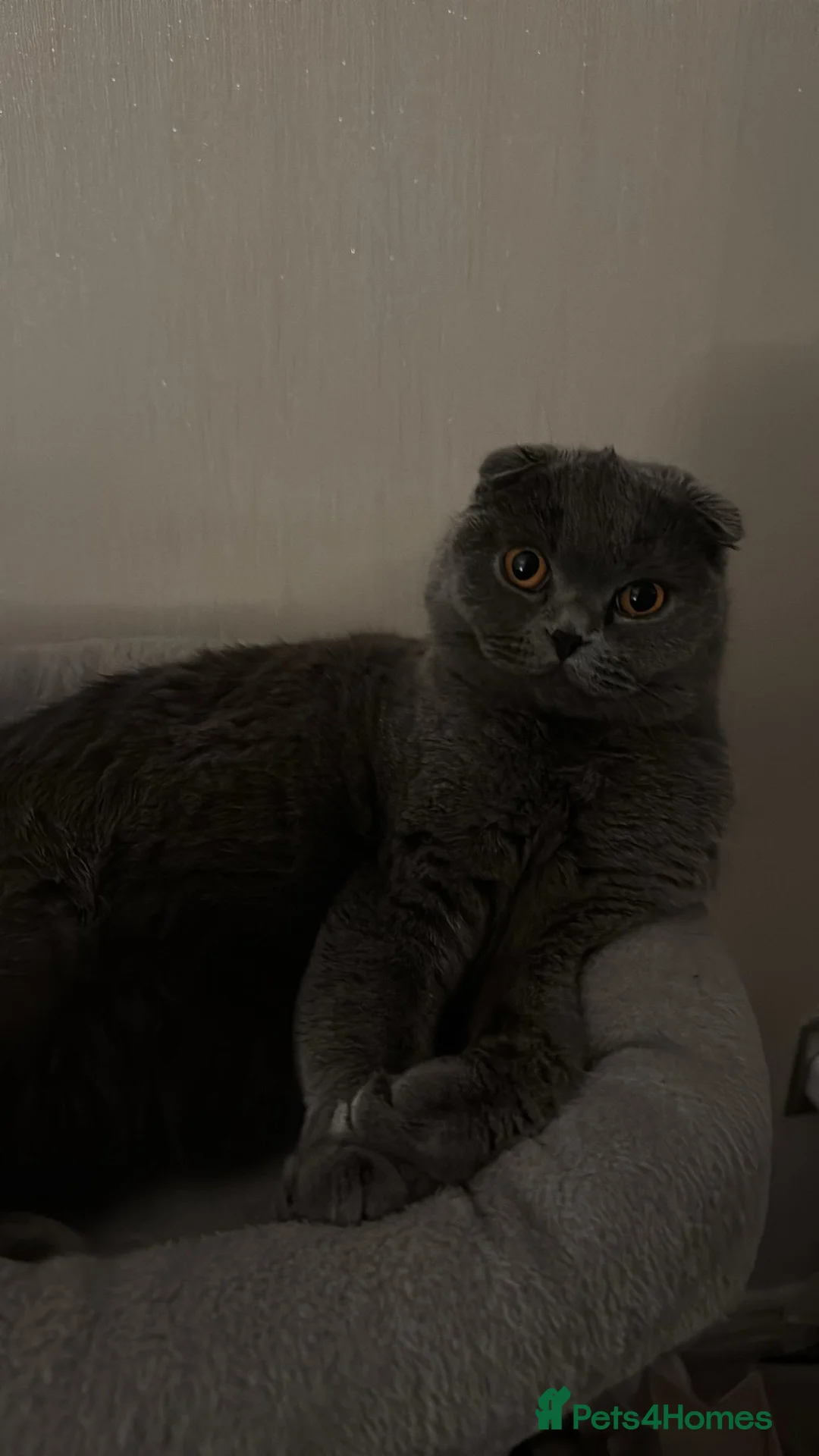 Scottish Fold cats for sale: Scottish Fold Female for sale - Advert 2