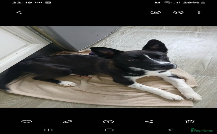 Mixed Breed dogs - Advert 7