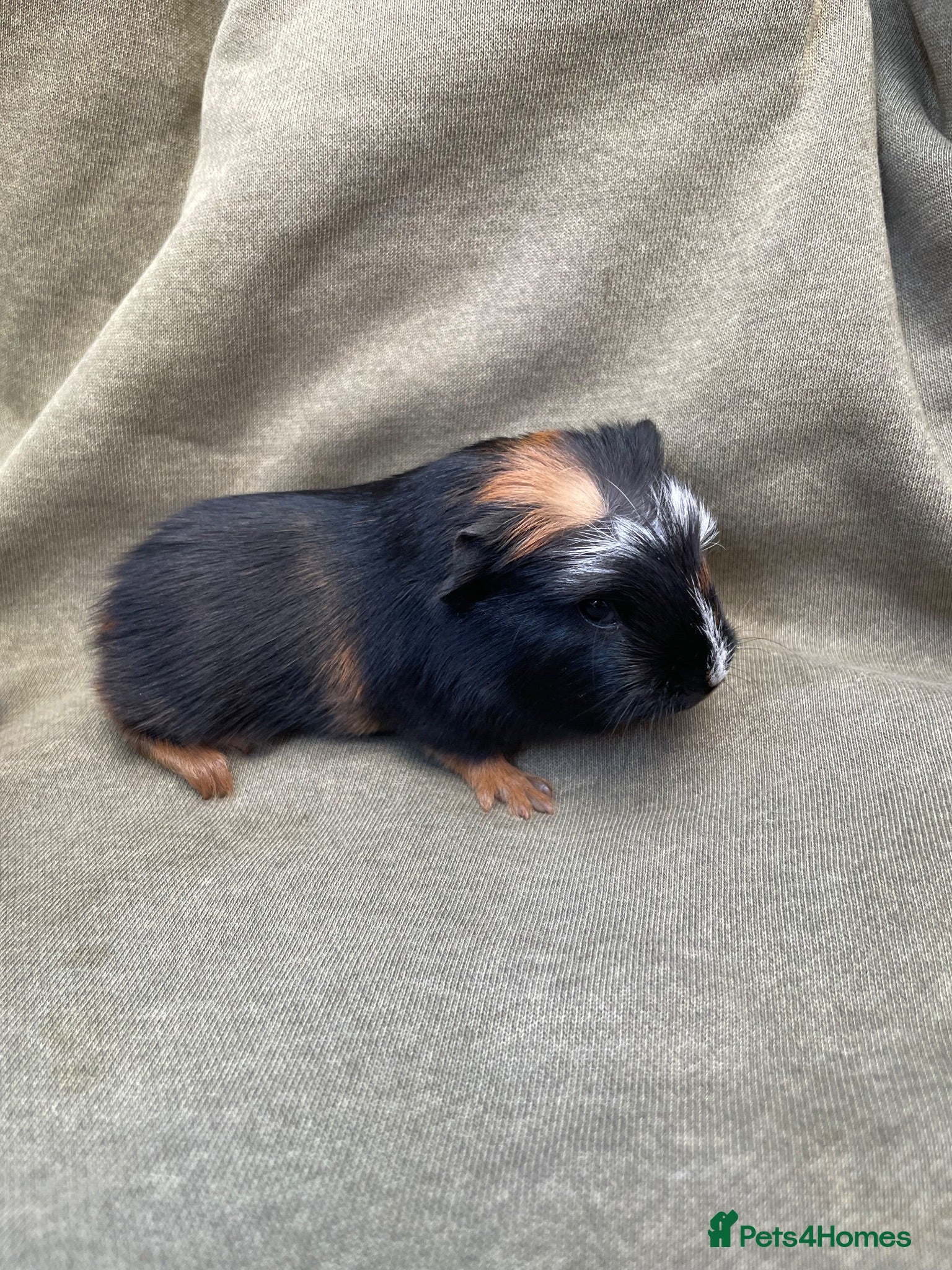 Guinea Pig rodents Beautiful Baby guinea pigs  - Advert 2