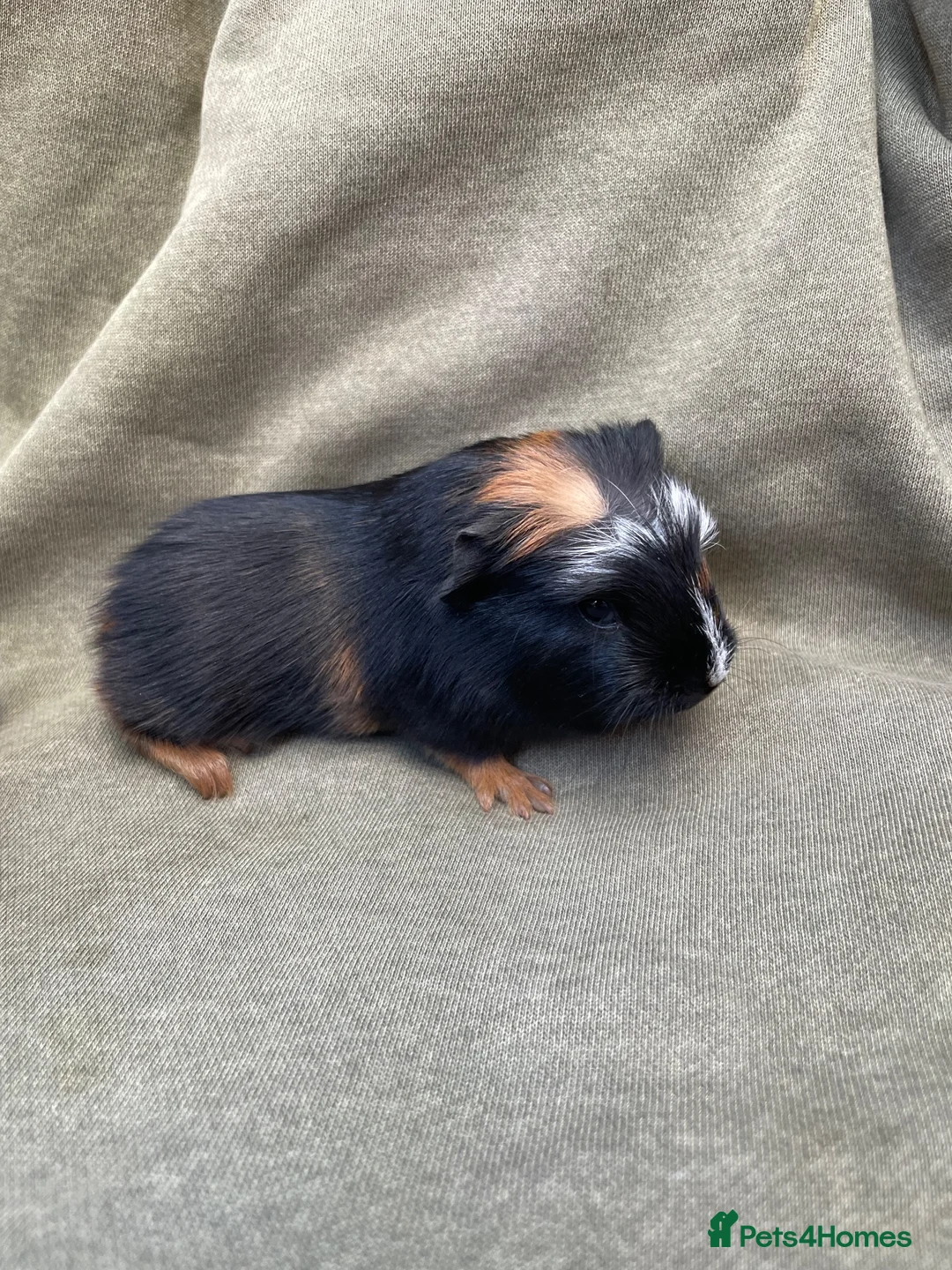 Guinea Pig rodents for sale: Beautiful Baby guinea pigs  - Advert 2