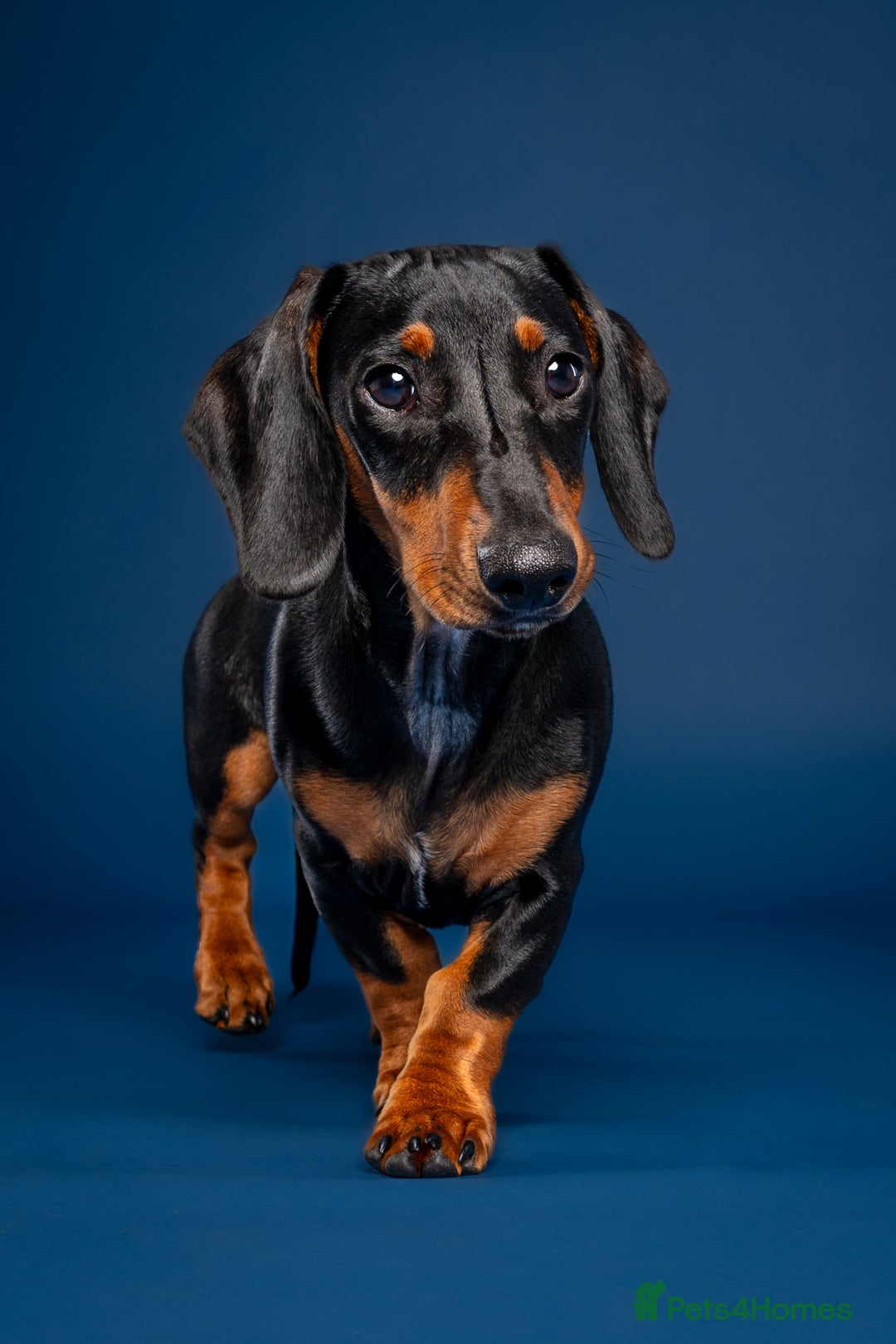 Dachshund dogs for sale: Ziggy 8 month Dachshund  - Image 5