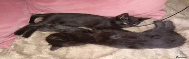 Black short fur 2