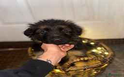 German Shepherd dogs for sale: Gorgeous 10 GSD Puppies Looking For Their Homes - Image 12