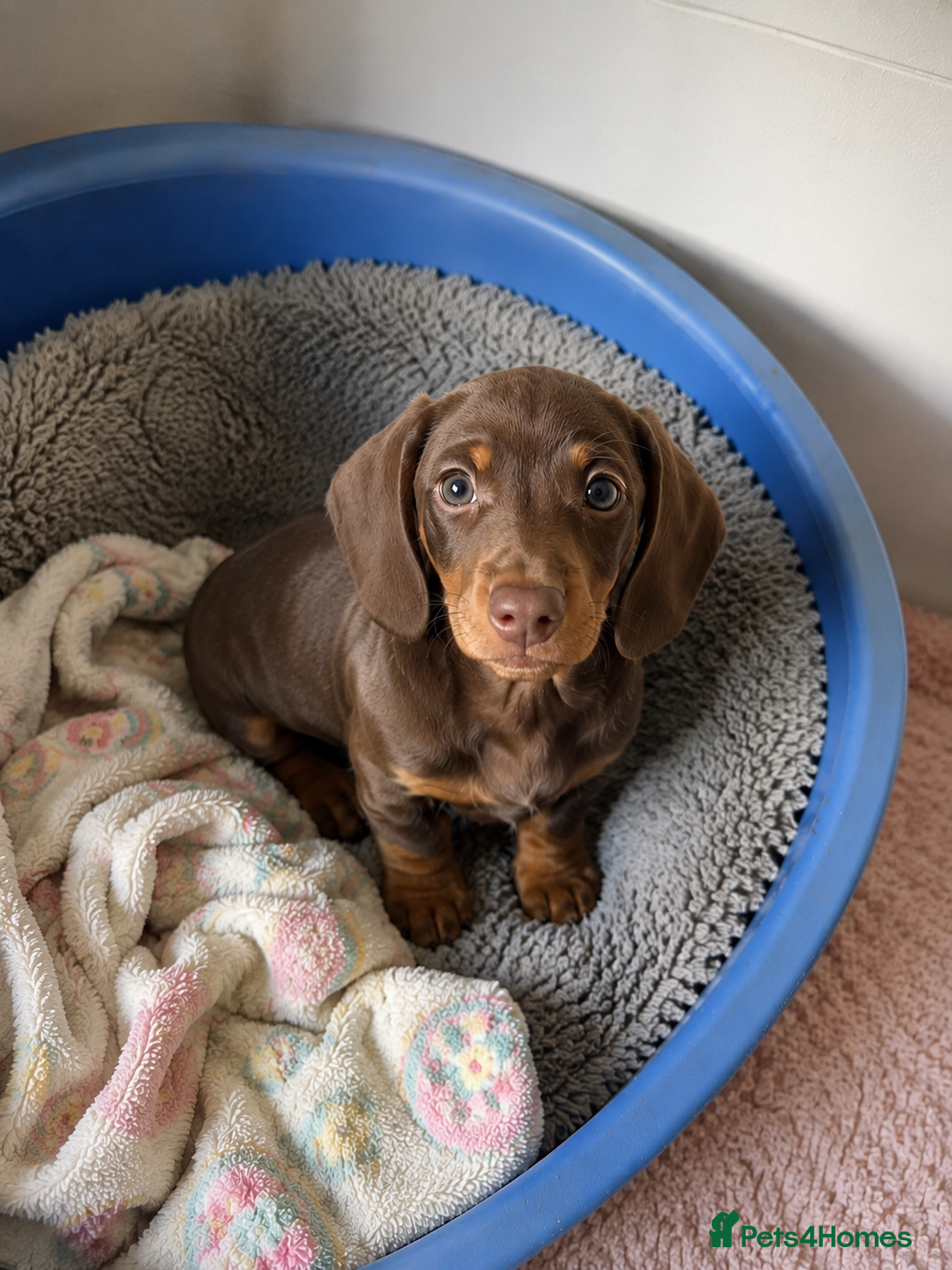 Miniature Dachshund dogs 1 LEFT💙 KC Registered Miniature Dachshunds⭐️ - Advert 9