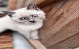 British Shorthair cats for sale: British shorthair GGCF Blue colourpoint kittens  - Image 8