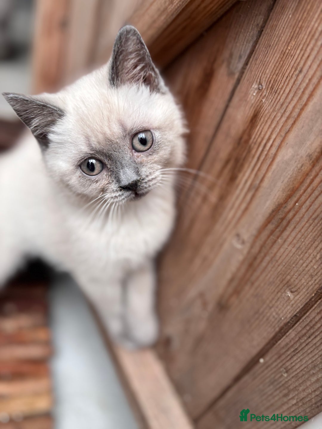 British Shorthair cats for sale: British shorthair GGCF Blue colourpoint kittens  - Image 8