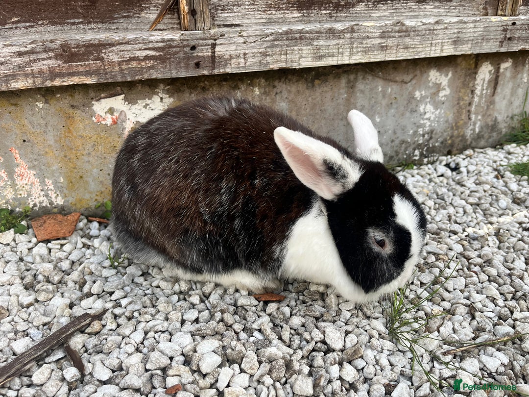 English rabbits for sale: 2 Rabbits Free - Image 4