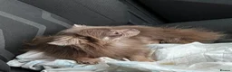 Chihuahua dogs for sale: Tiny stunning Russian Chihuahua’s   - Advert 14