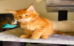 Maine Coon cats for sale: Mane Coon XXXL - Advert 9