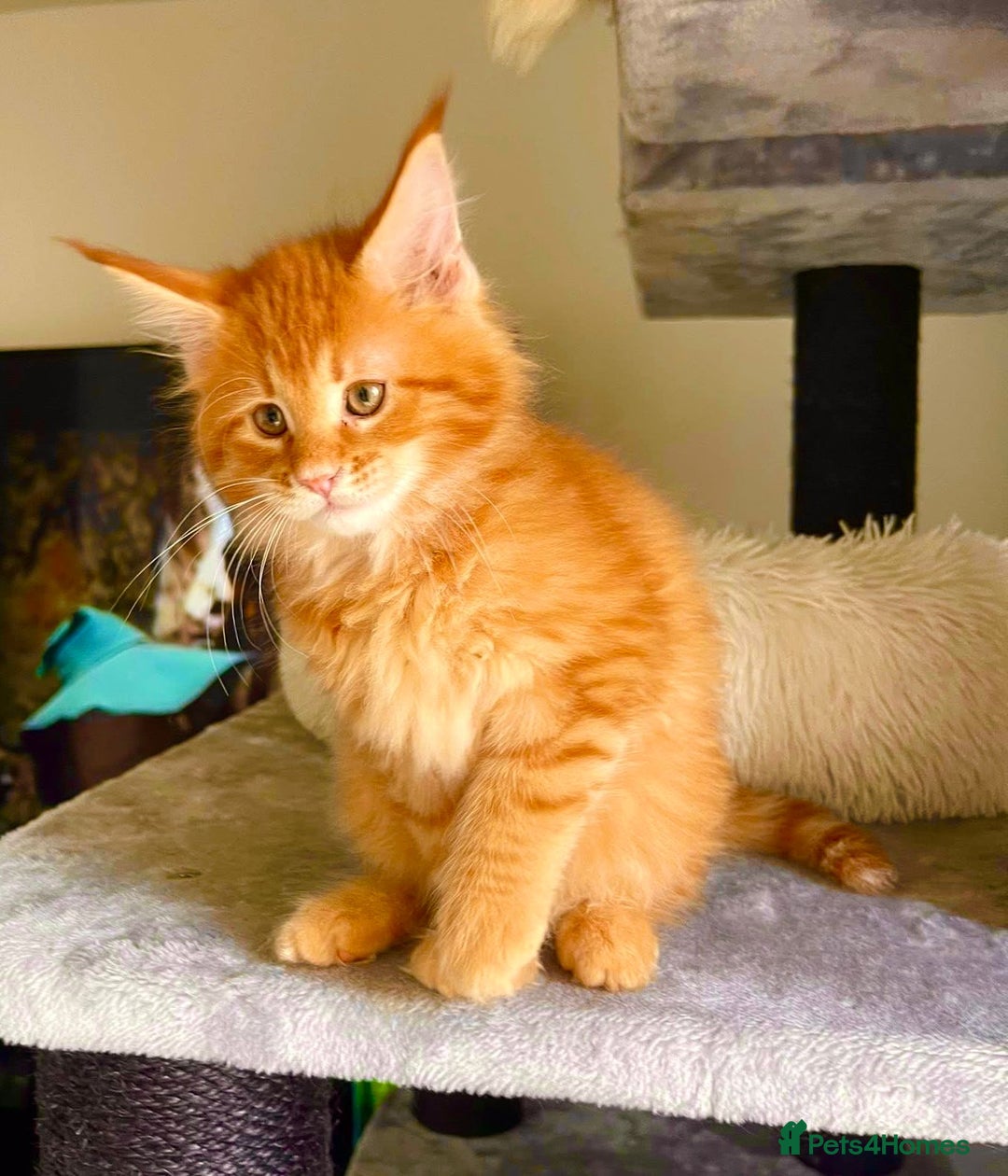 Maine Coon cats for sale: Mane Coon XXXL - Advert 9