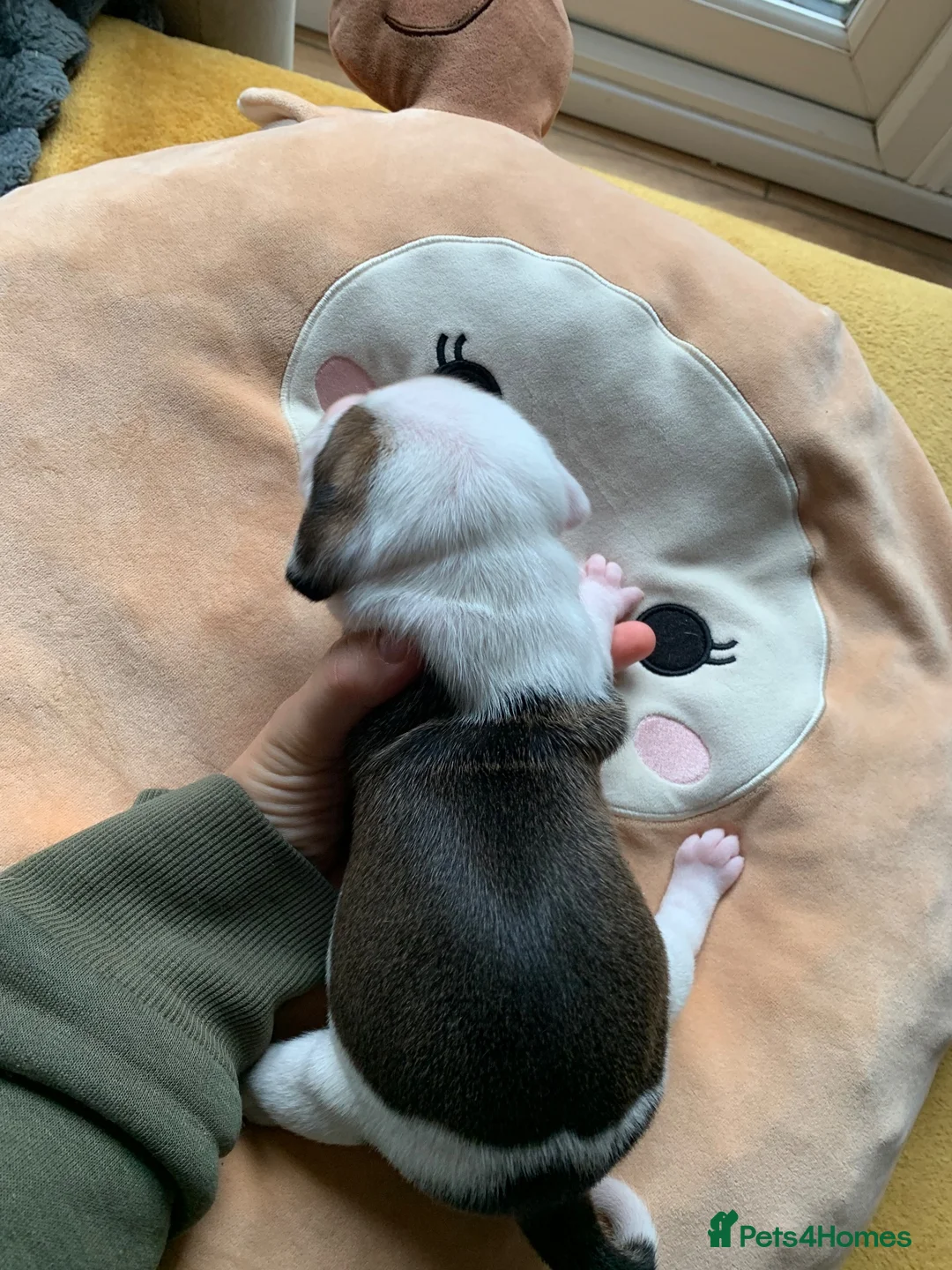 Staffordshire Bull Terrier dogs for sale: Staffordshire bull terrier  - Advert 27