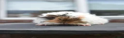 Guinea Pig rodents for sale: ⭐️ Baby Guinea Pigs Looking For New Homes⭐️ - Advert 4