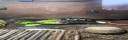 Tortoise reptiles for sale: Redfoot Tortoise with enclosure setup - Advert 4