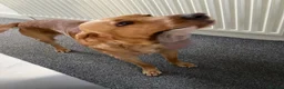 Labrador Retriever dogs for sale: Buddy - Read Description! - Advert 2