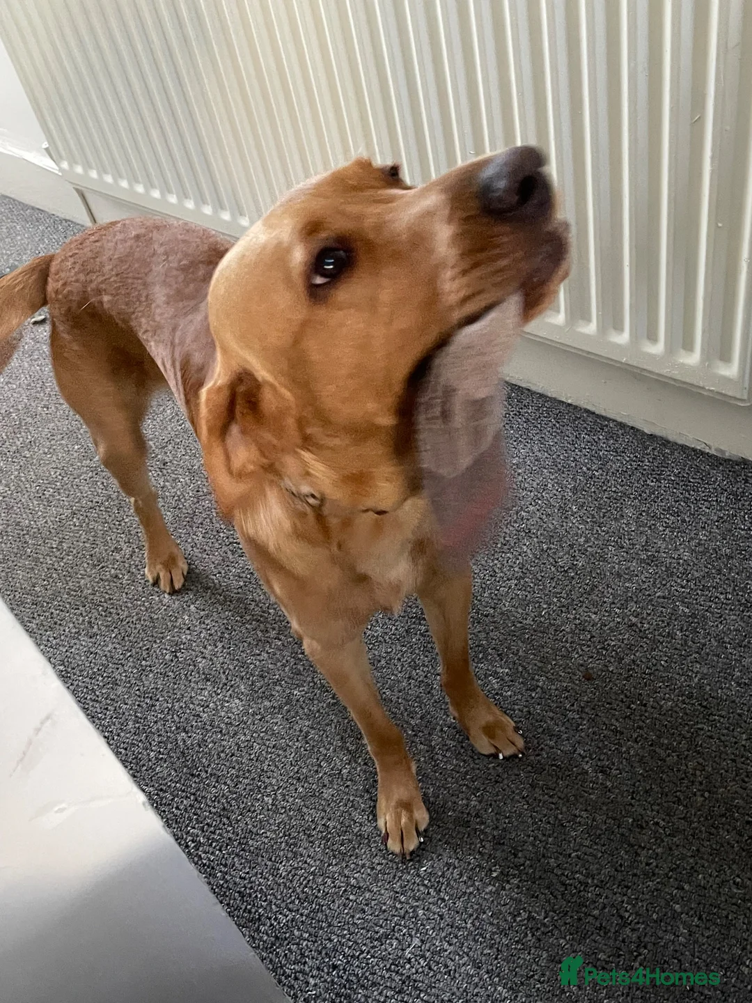 Labrador Retriever dogs for sale: Buddy - Read Description! - Advert 2