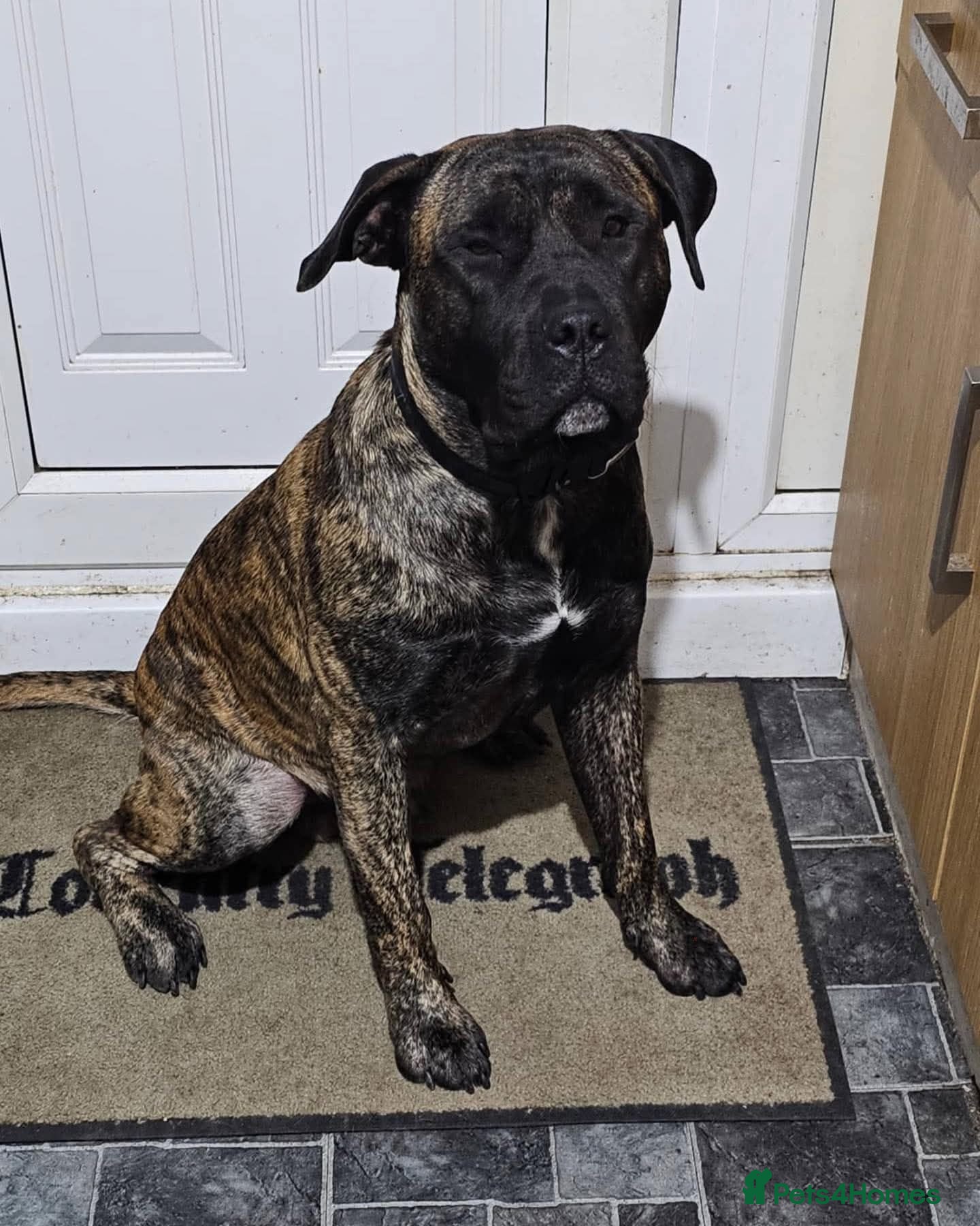 Presa Canario dogs Beautiful lil girls - Advert 2