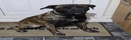 Presa Canario dogs for sale: Beautiful lil girls in Birmingham - Advert 1