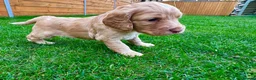 Cockapoo dogs for sale: Cockapoo Babies 🐾🐾🐾 - Advert 9