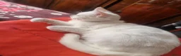 Mixed Breed cats for sale: Kittens - Advert 16