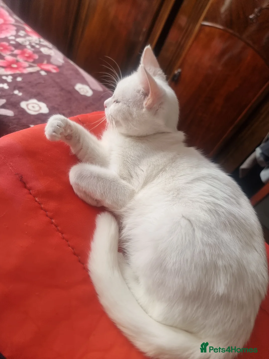 Mixed Breed cats for sale: Kittens - Advert 16