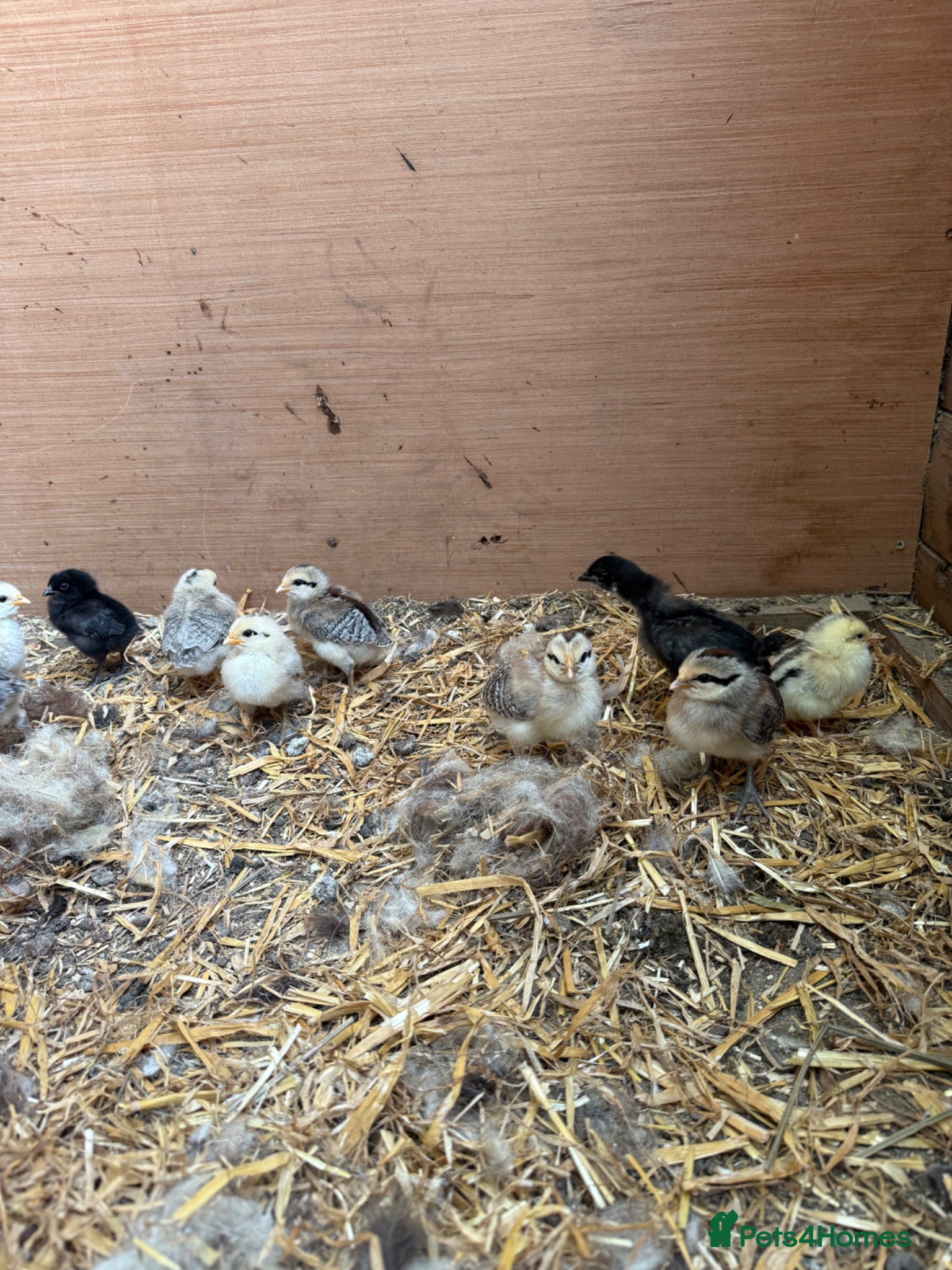Chickens poultry 2-3 wk old unsexed hybrid chicks - Advert 2