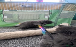 British Longhair cats for sale: British longhair ready for home in Watford - Image 17