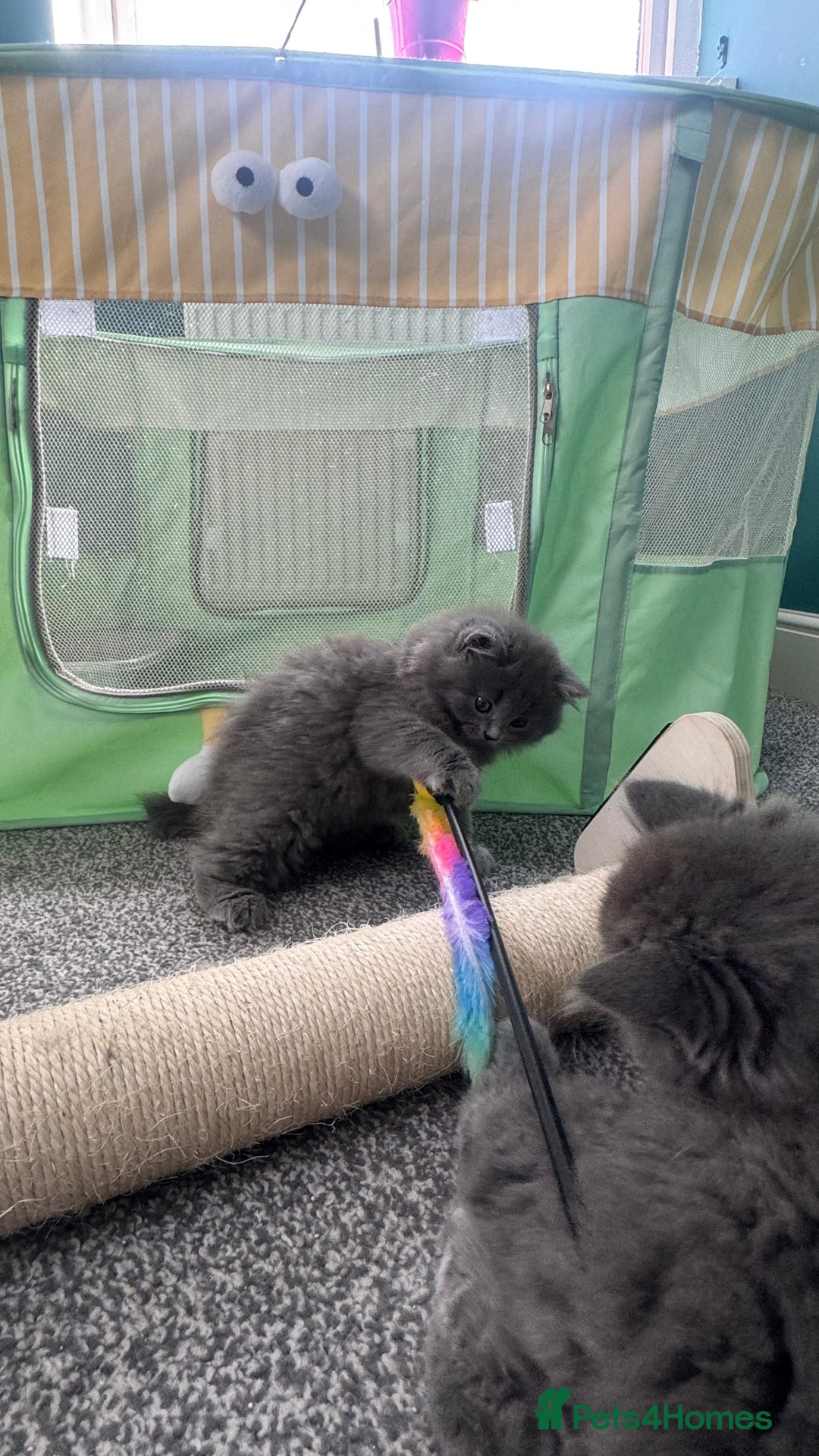 British Longhair cats for sale: British longhair ready for home in Watford - Image 17