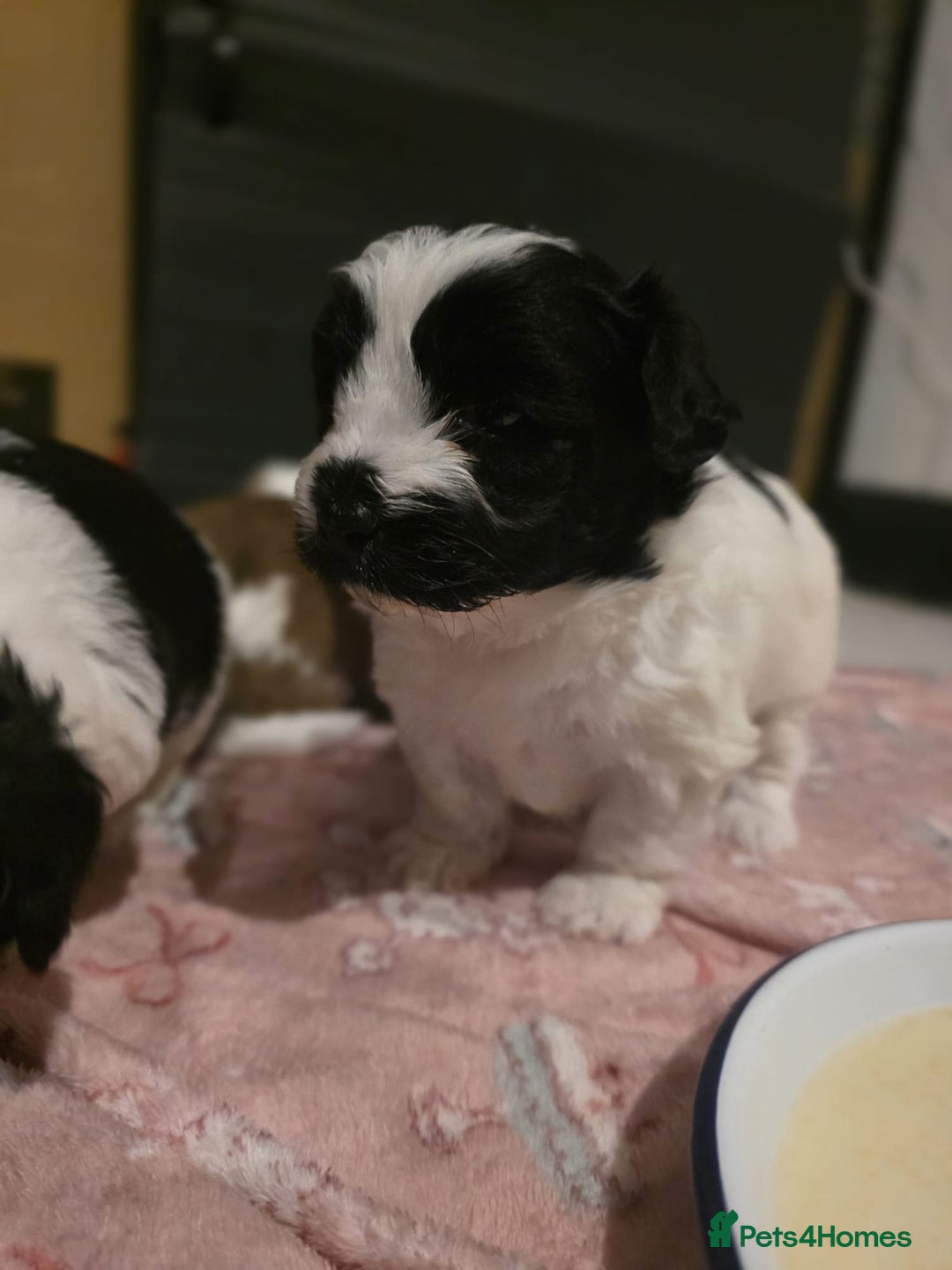 Mixed Breed dogs for sale: Beautiful litter of pomshis  - Advert 19