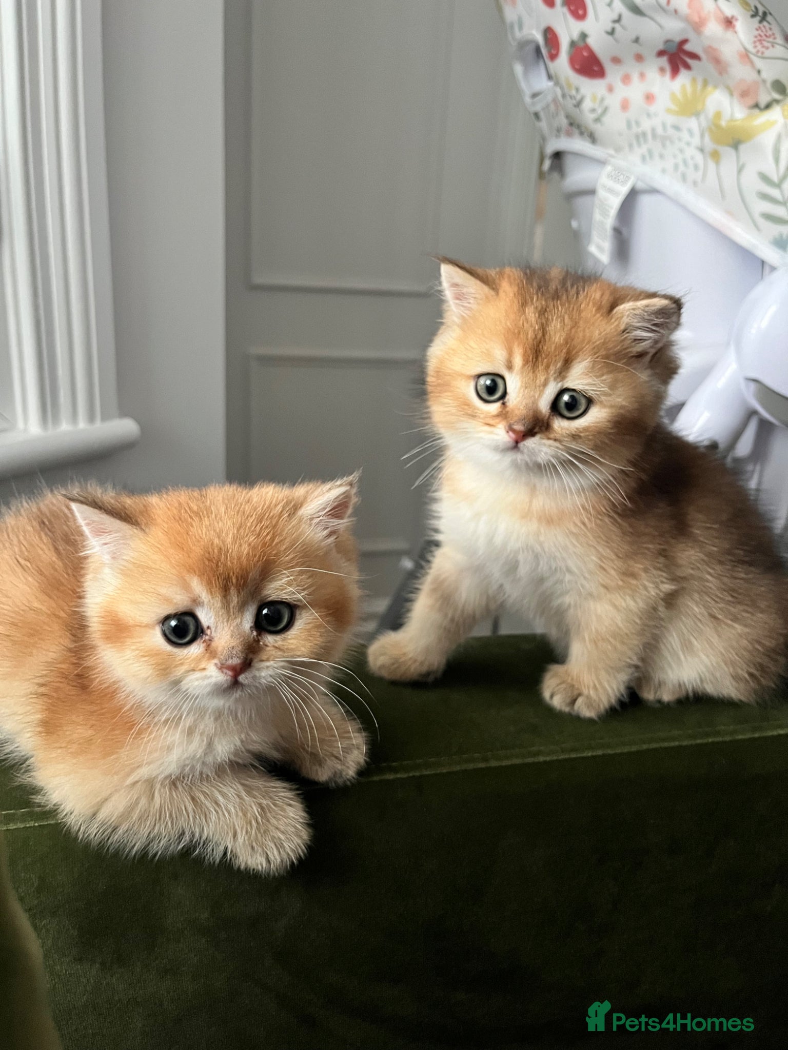 British Shorthair cats 3 left GCCF Registered Black golden shaded BSG - Advert 7