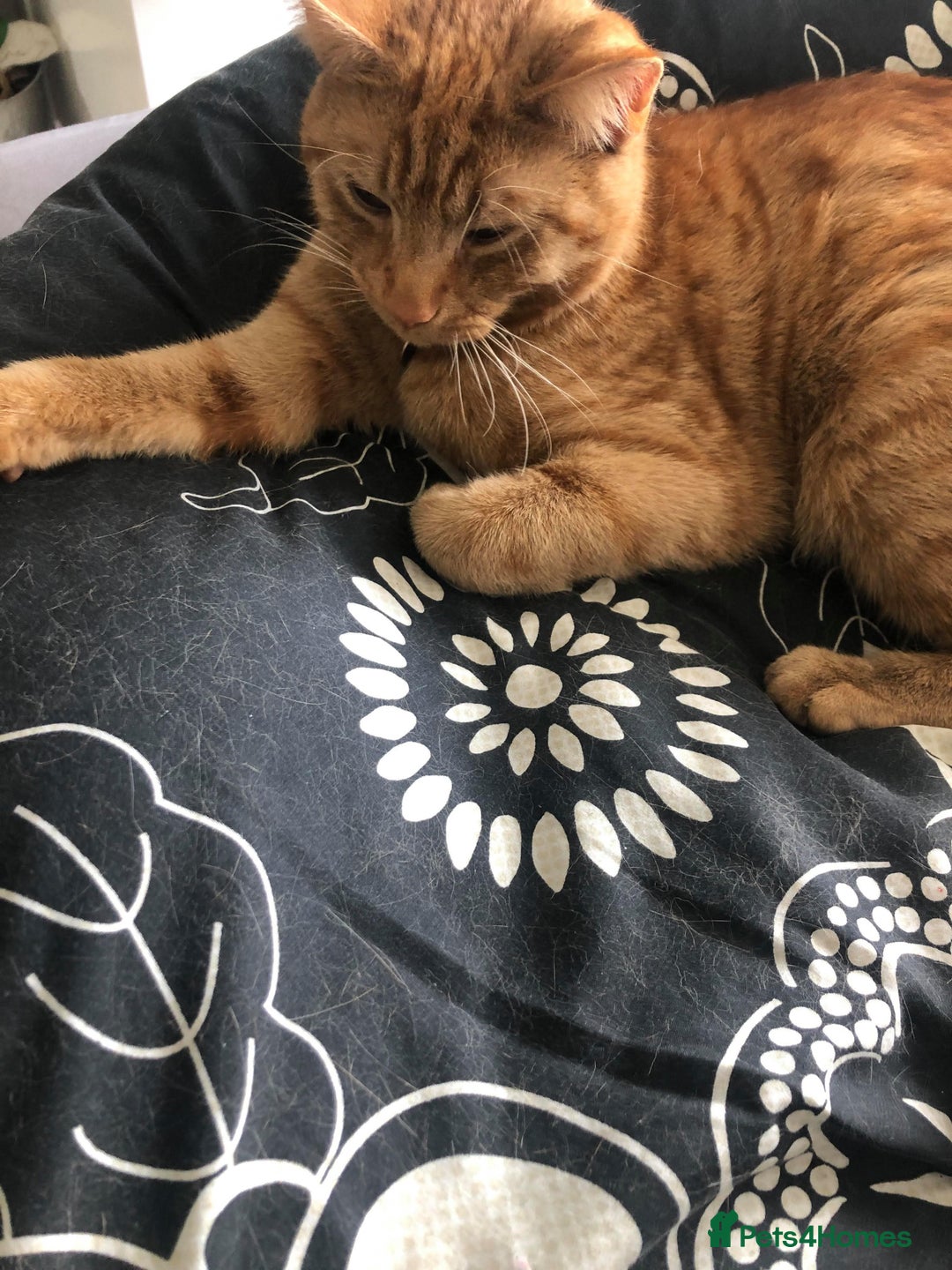 Mixed Breed cats for sale: Ginger Tom  - Advert 3